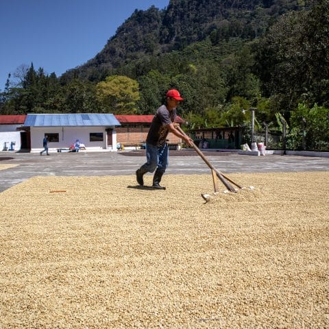 Guatemala Princesa Gesha