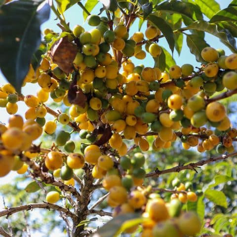 Guatemala Juan Francisco Pira