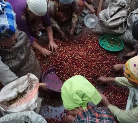 Indonesia East Java Argopuro