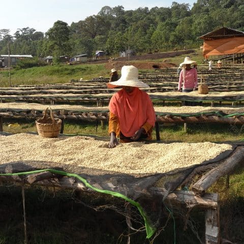 Ethiopia Duromina Lot 4